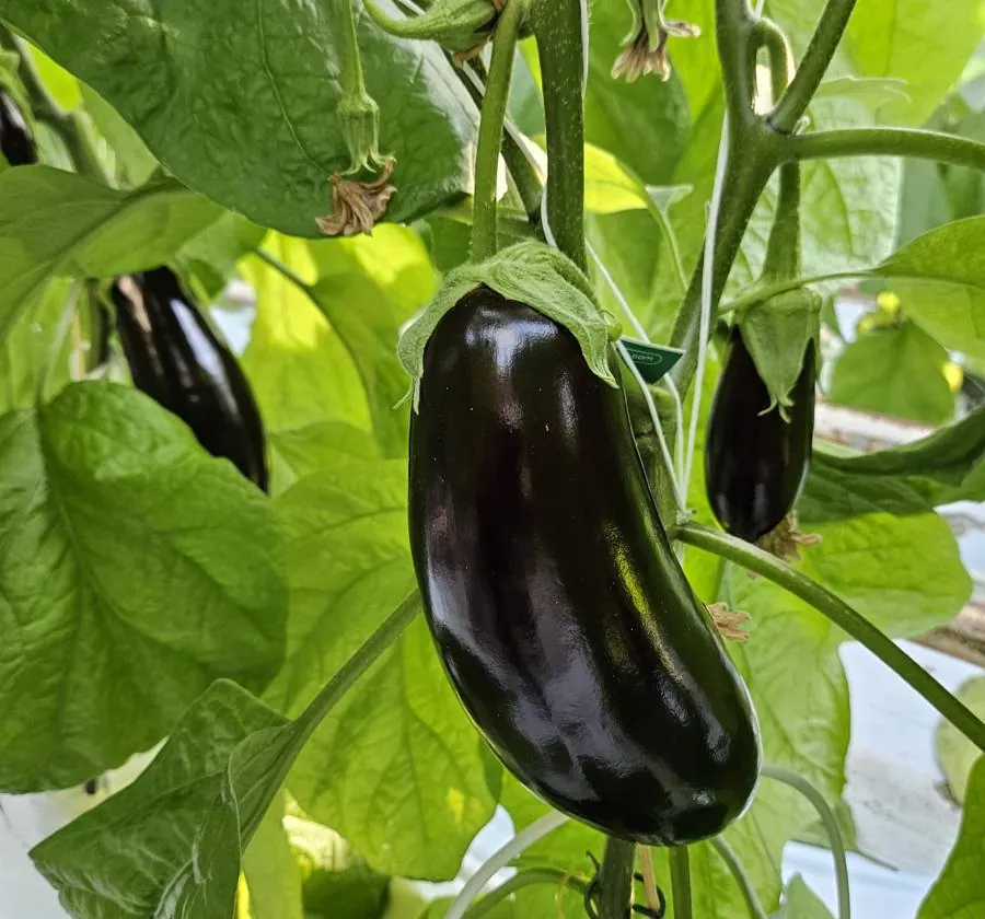 Aubergine aan de plant in de kas van PandA