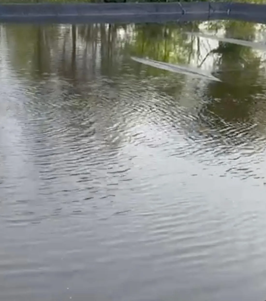 Hetzelfde bassin bij Moerings Waterplanten na de behandeling, met helder water