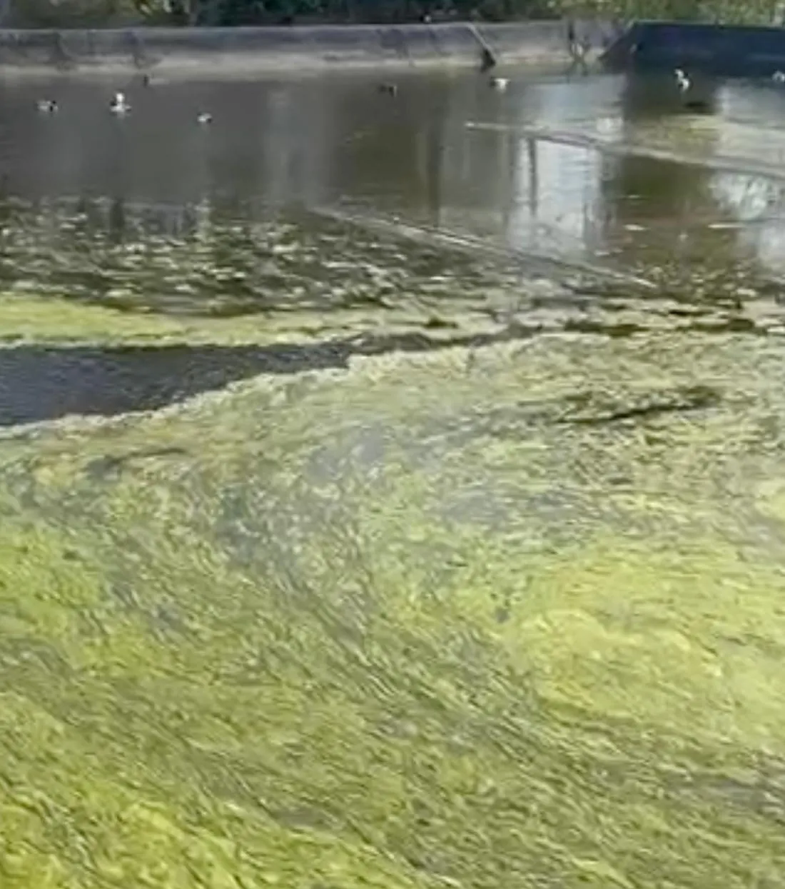Bassin bij Moerings Waterplanten voor de behandeling, met groene algen op het water