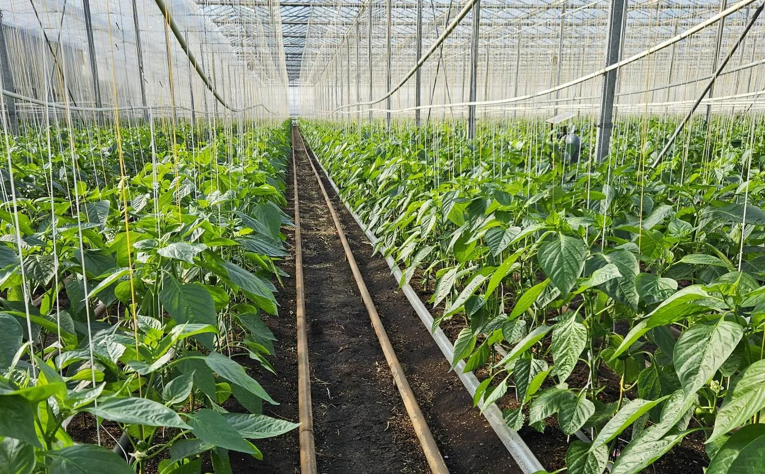 Rijen paprikaplanten in een kas, gevoed vanuit één watersysteem